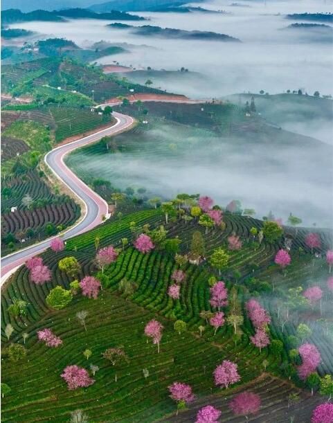 有关于来一场“寻根探祖”的普洱茶“发烧之旅”!的新闻