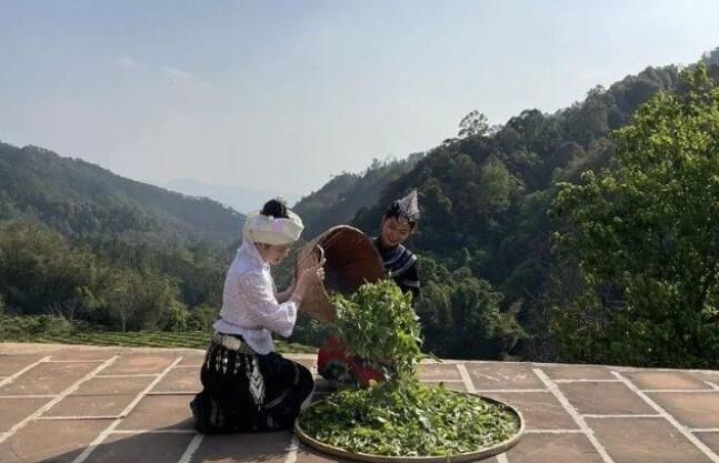 有关于来一场“寻根探祖”的普洱茶“发烧之旅”!的新闻(1)