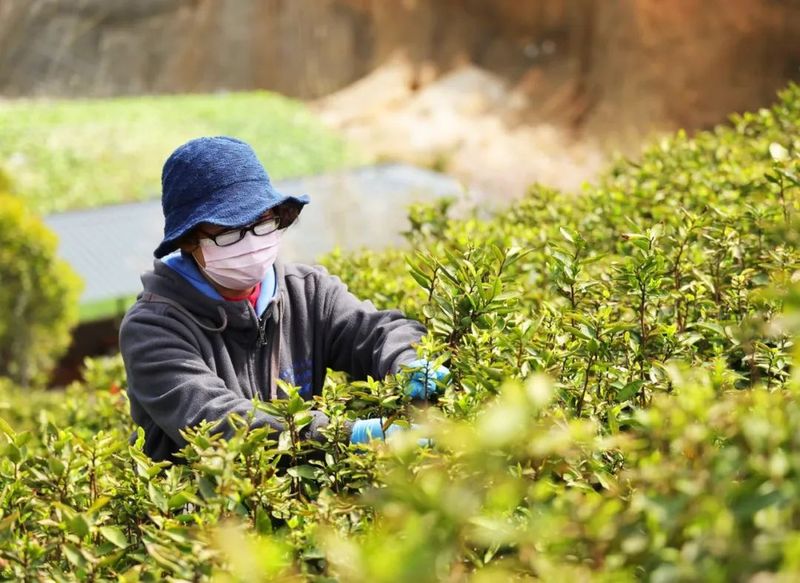 关于濂溪区:做强茶产业做大茶市场的信息(2)