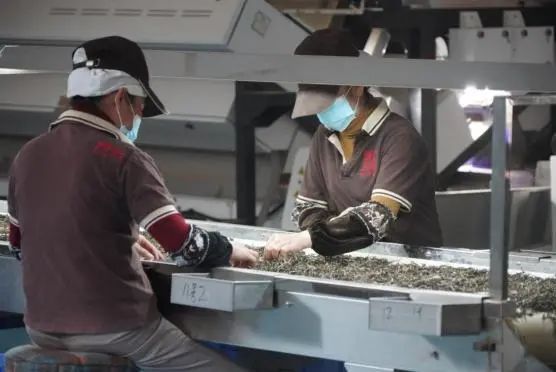 有关于跃上千亿产值,看云茶如何做精做强?的相关信息(1)