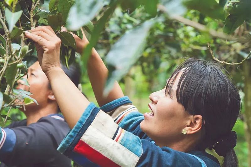 有关于跃上千亿产值,看云茶如何做精做强?的相关信息(3)