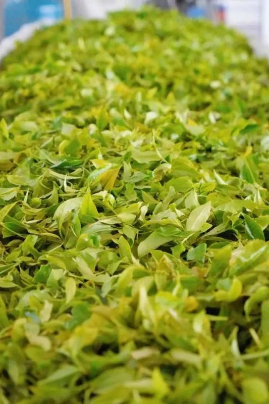 有关于跃上千亿产值,看云茶如何做精做强?的相关信息(4)