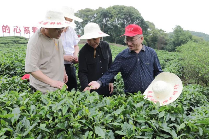 关于茶业科技特派员开展科技活动周宣传活动的最新消息(3)