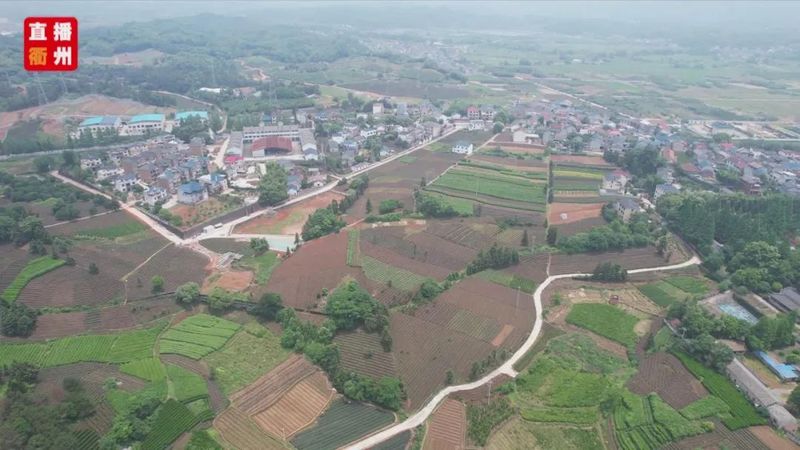 有关于龙游县东华街道街路村:发展茶产业 助农增收致富的新闻