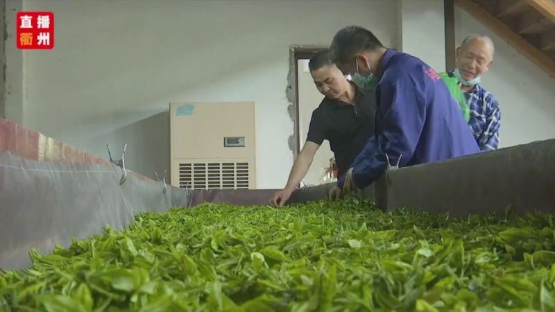 有关于龙游县东华街道街路村:发展茶产业 助农增收致富的新闻(1)