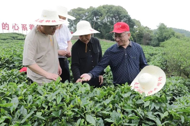有关于科技特派员福鼎市工作站（茶业组）开展“走进科技 你我同行”主题活动的新闻(3)