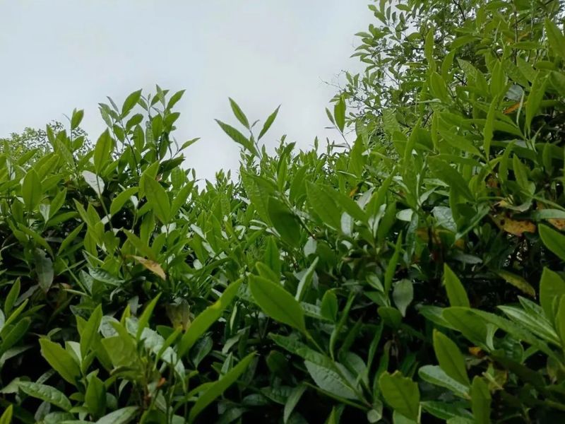 有关于推动茶产业高质量发展，湖北省浠水县首个茶叶链党建联盟组织成立的信息