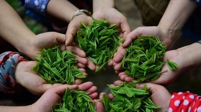 有关于绵竹市:茶业产业增效益,乡村振兴添活力的新闻