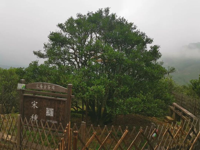 有关于北回归线绿带上的中国“香水茶”的新闻(2)
