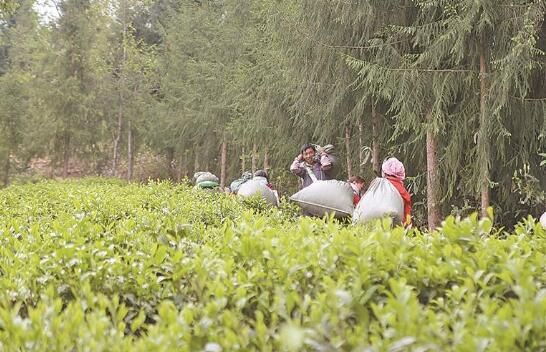 关于梁河县推进茶产业一二三产融合发展纪实的相关信息(1)