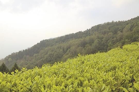 关于梁河县推进茶产业一二三产融合发展纪实的相关信息