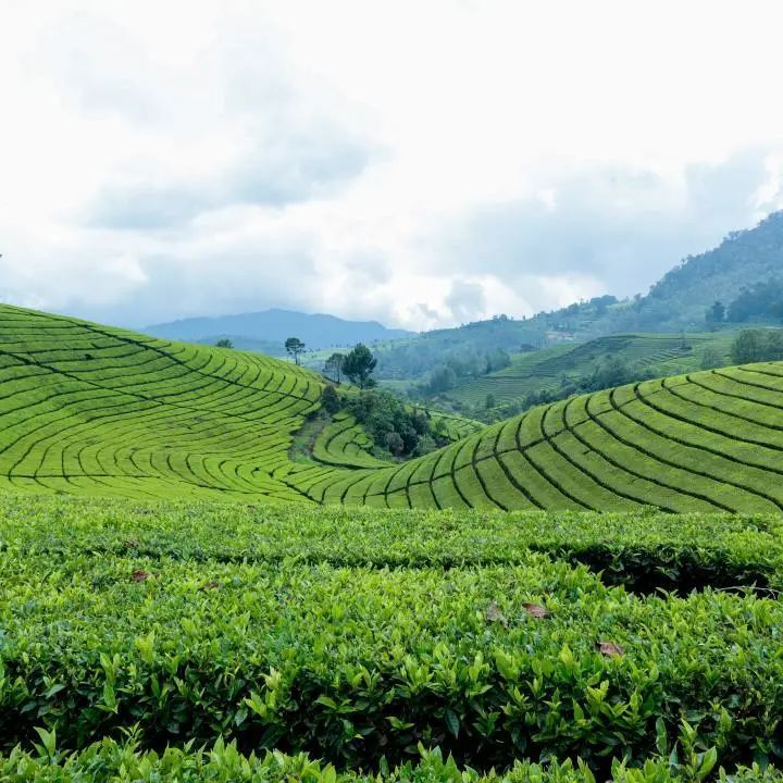有关于5月茶行业资讯汇总的消息(2)