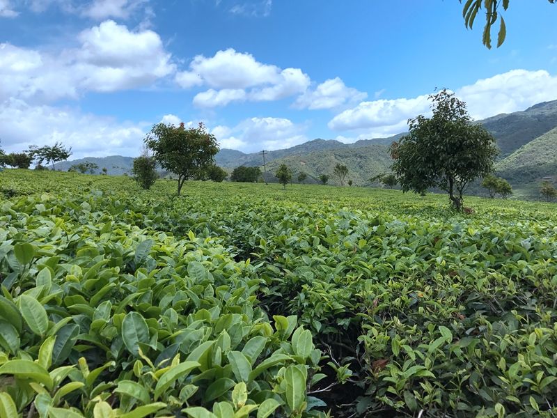 有关于5月茶行业资讯汇总的消息