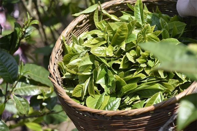有关于5月茶行业资讯汇总的消息(1)