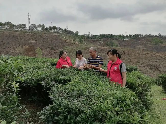 关于梧州市农业农村局乡村科技特派员深入茶园指导服务的新闻(1)