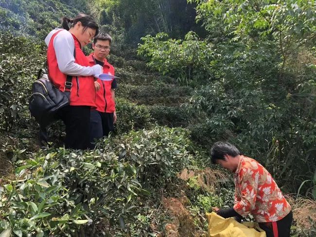 关于梧州市农业农村局乡村科技特派员深入茶园指导服务的新闻