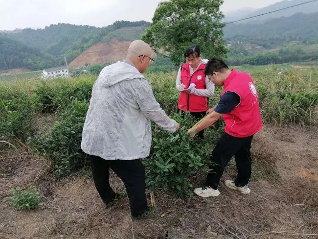 关于梧州市农业农村局乡村科技特派员深入茶园指导服务的新闻(2)