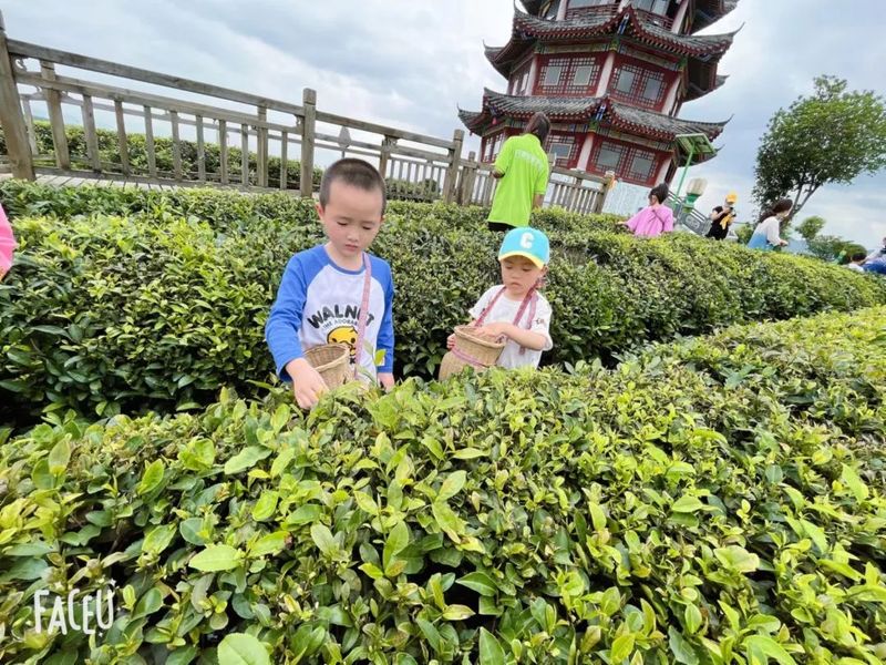 有关于黎平：茶香伴书香，茶文化进学堂的消息