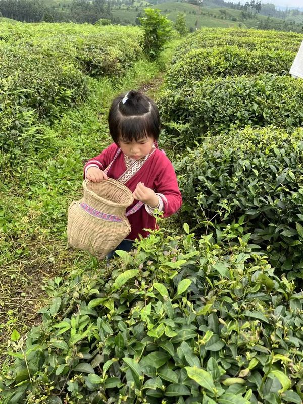 有关于黎平:茶香伴书香,茶文化进学堂的消息(1)