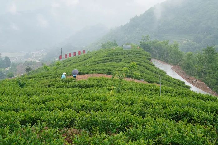 有关于“茶”上“硒望”翅膀——第三届陕西网上茶博会探访岚皋南宫山镇的相关内容