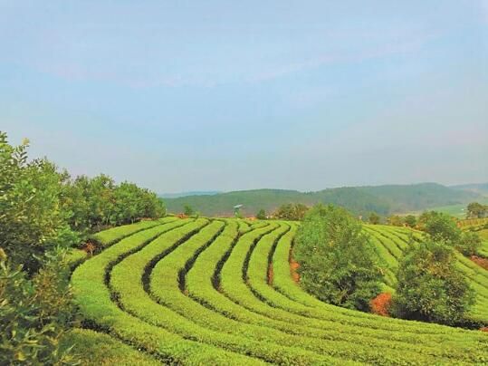 关于芒市连续3年获“茶业百强县”称号的最新消息