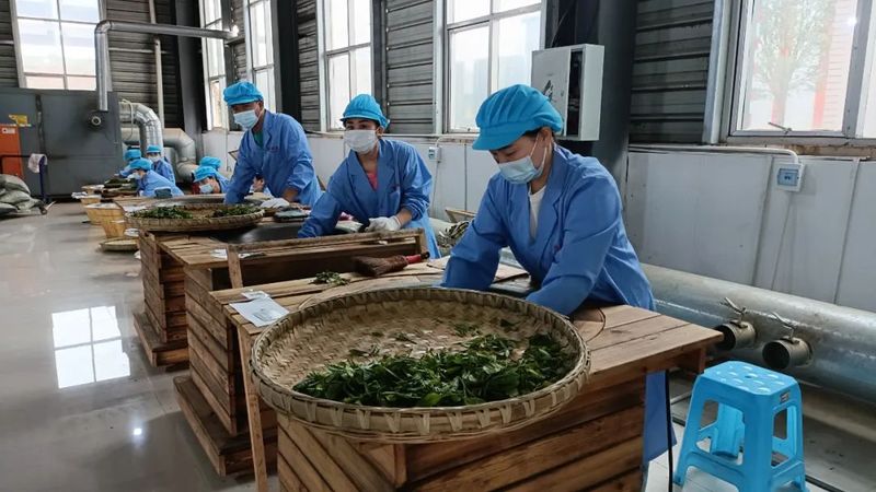 关于贵州省茶文化研究会2022年第一期茶叶加工专项职业技能考核在湄潭举行的资讯(3)