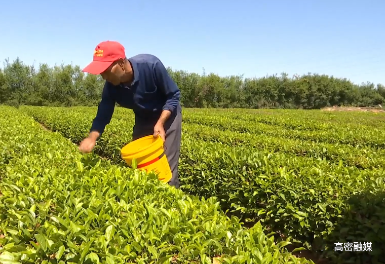关于发展特色茶产业，柴沟镇乡村振兴路上茶飘香！的内容(3)