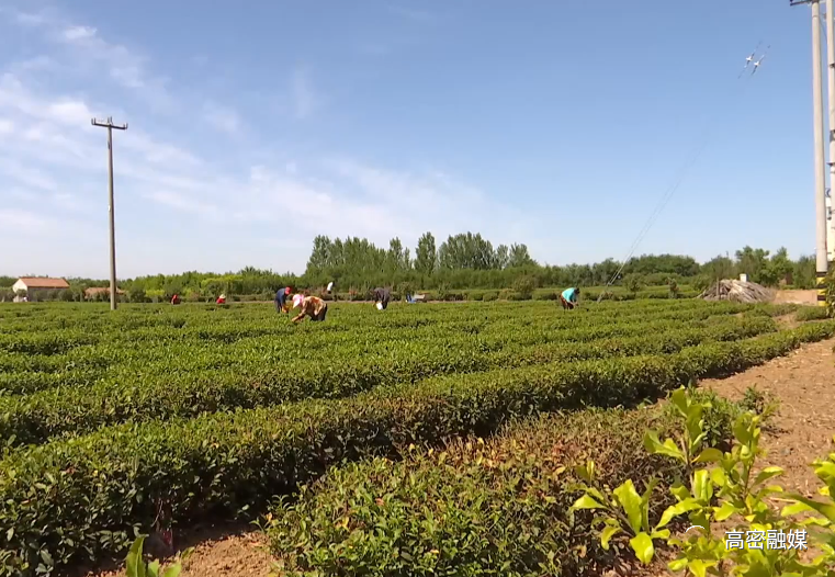 关于发展特色茶产业，柴沟镇乡村振兴路上茶飘香！的内容