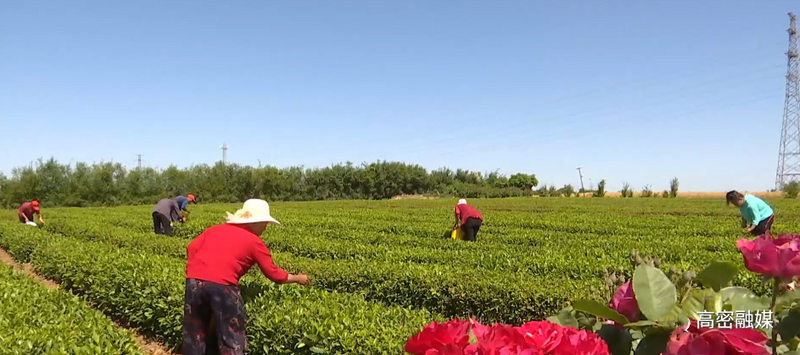 关于发展特色茶产业，柴沟镇乡村振兴路上茶飘香！的内容(2)