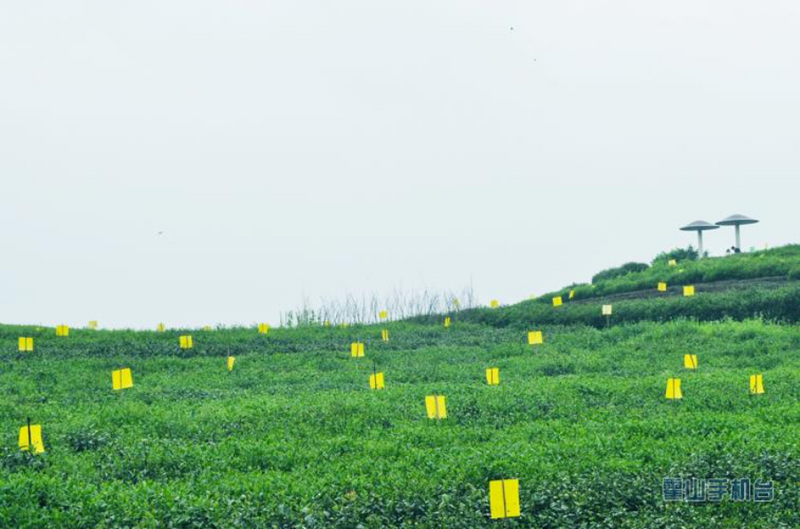 关于对接“一带一路” 霍山茶产业大有可为的相关内容(5)