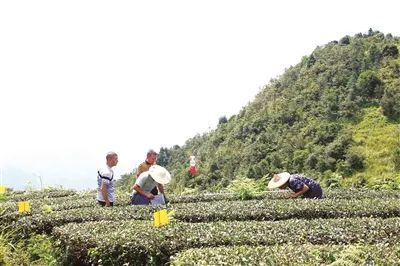 有关于安溪铁观音茶文化系统迈向世界舞台的资讯