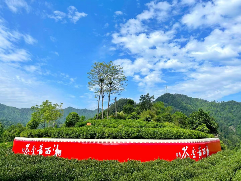 有关于2022湖南省茶叶行业工作会:神秘湘西,茶香吉首的相关内容(4)
