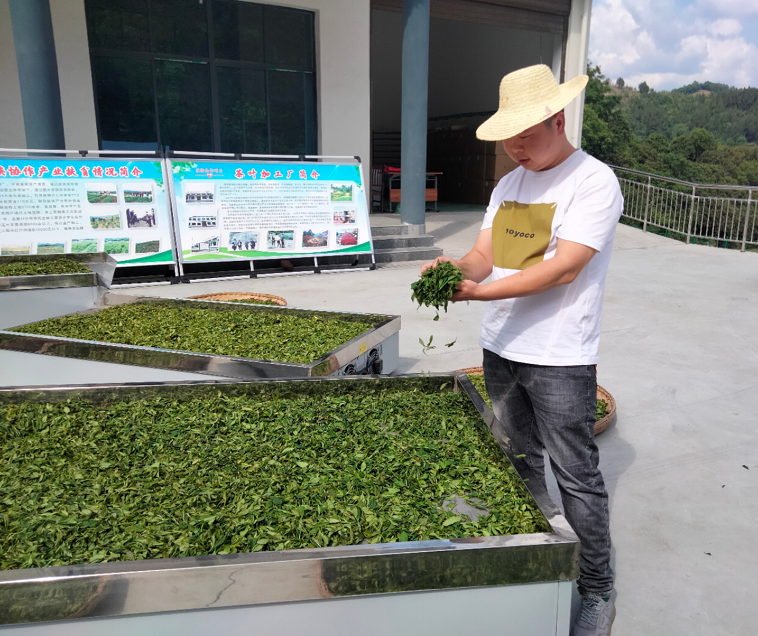 有关于红茶试生产,拉长春茶产业链的消息