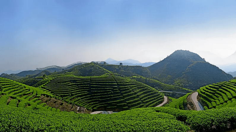 有关于茶界盛事"国际茶日"结硕果的资讯(15)
