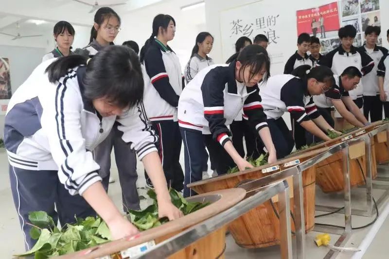 关于武夷山：手工制茶上课堂 茶乡教育更出彩的相关信息(2)