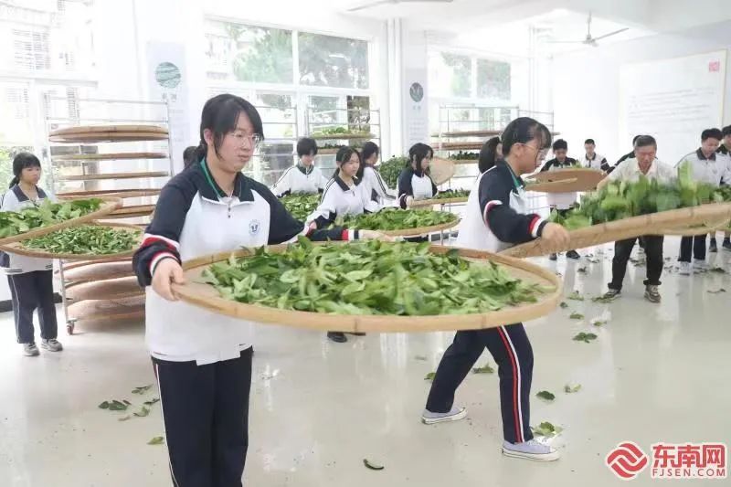关于武夷山：手工制茶上课堂 茶乡教育更出彩的相关信息(1)