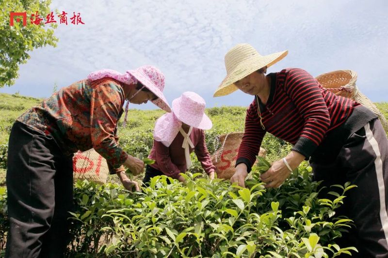 关于“茶叶”→“茶产业”!南安翔云乡村振兴路上茶飘香!的相关信息(3)