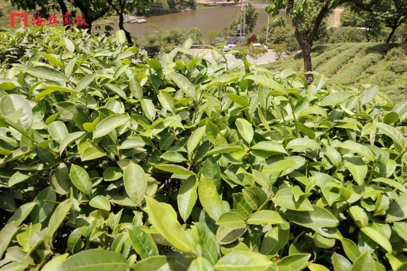 关于“茶叶”→“茶产业”!南安翔云乡村振兴路上茶飘香!的相关信息(2)
