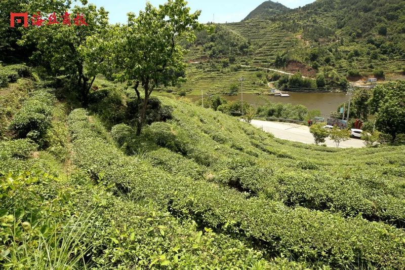 关于“茶叶”→“茶产业”!南安翔云乡村振兴路上茶飘香!的相关信息(1)