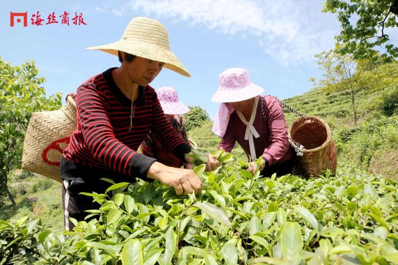 关于“茶叶”→“茶产业”!南安翔云乡村振兴路上茶飘香!的相关信息(4)