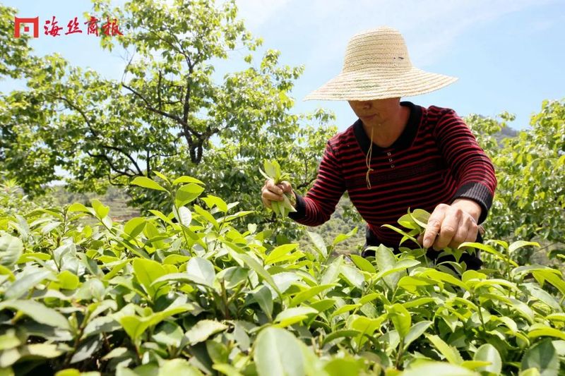 关于“茶叶”→“茶产业”!南安翔云乡村振兴路上茶飘香!的相关信息(5)