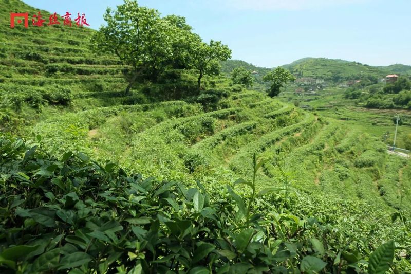关于“茶叶”→“茶产业”!南安翔云乡村振兴路上茶飘香!的相关信息