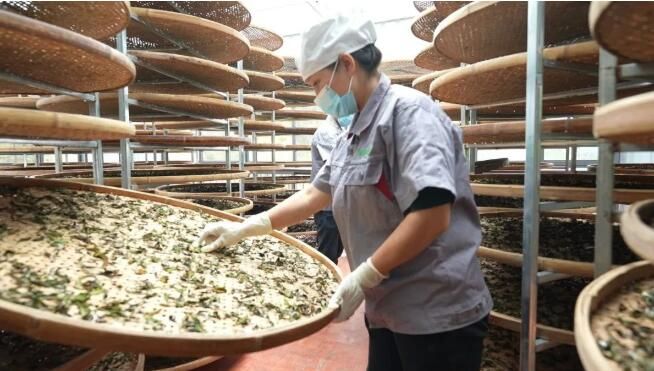 有关于绿春县：“一片茶叶”带动乡村振兴的消息(10)