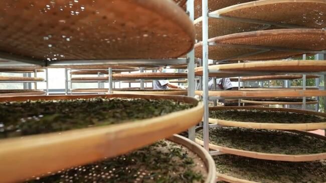 有关于绿春县：“一片茶叶”带动乡村振兴的消息(9)