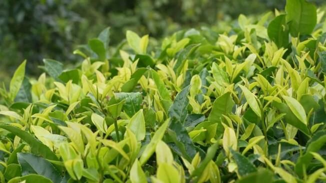 有关于绿春县：“一片茶叶”带动乡村振兴的消息(6)
