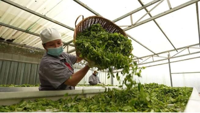 有关于绿春县：“一片茶叶”带动乡村振兴的消息(8)