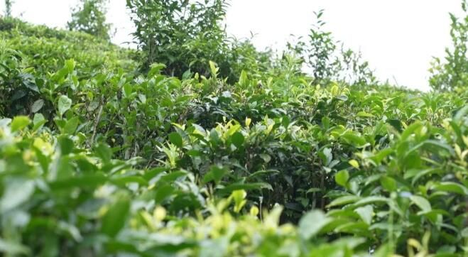 有关于绿春县：“一片茶叶”带动乡村振兴的消息(4)