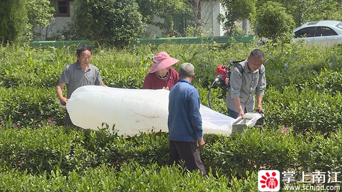 有关于夏秋茶机采 助茶农增收的最新消息