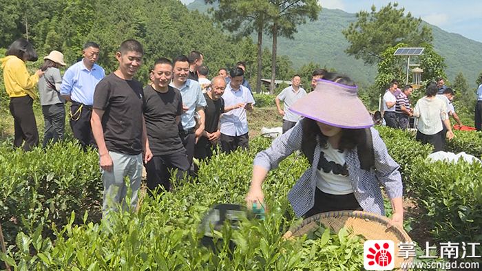 有关于夏秋茶机采 助茶农增收的最新消息(1)