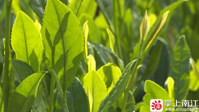 有关于夏秋茶机采 助茶农增收的最新消息(4)